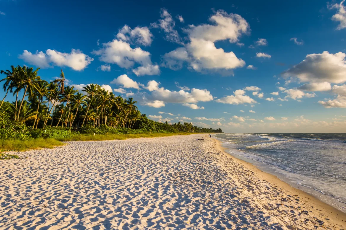 Sandy beach with palm trees in Naples, Florida